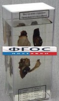 Влажный препарат "Внутреннее строение брюхоногого моллюска" - fgospostavki.ru - Выкса
