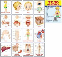 Раздаточные карточки "Тело человека" - fgospostavki.ru - Выкса