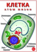 DVD "Клетка - "атом жизни" - fgospostavki.ru - Выкса