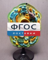 Модель "Клетка растения" - fgospostavki.ru - Выкса