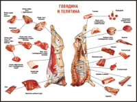 Таблица "Правила разделки мясных туш. Говядина и телятина" (100х140 сантиметров, винил) - fgospostavki.ru - Выкса