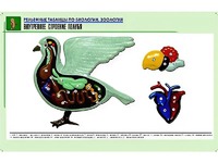 Рельефная таблица "Внутреннее строение голубя" (формат А1, матовое ламинирование) - fgospostavki.ru - Выкса