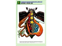 Рельефная таблица "Внутреннее строение жука" (формат А1, матовое ламинирование) - fgospostavki.ru - Выкса