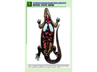 Рельефная таблица "Внутреннее строение ящерицы" (формат А1, матовое ламинирование) - fgospostavki.ru - Выкса