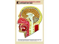 Рельефная таблица "Сагиттальный разрез головы" (формат А1, матовое ламинирование) - fgospostavki.ru - Выкса
