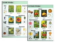 Коллекция "Семена и плоды" - fgospostavki.ru - Выкса