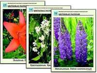 Гербарий фотографический "Основные группы растений" - fgospostavki.ru - Выкса