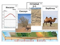 Модель-аппликация "Природные зоны" - fgospostavki.ru - Выкса