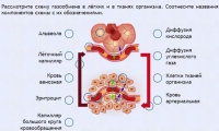 Интерактивные курсы. Биология 9 класс. Расширенный. - fgospostavki.ru - Выкса