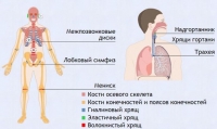 Интерактивные курсы. Биология 9 класс. Базовый. - fgospostavki.ru - Выкса