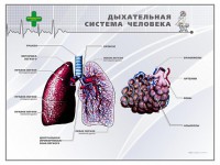 Стенд "Дыхательная система человека" - fgospostavki.ru - Выкса