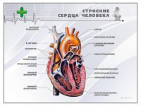 Стенд "Строение сердца человека" - fgospostavki.ru - Выкса
