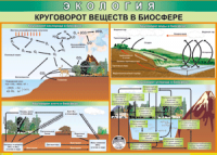 Таблица "Круговорот веществ в биосфере" (100х140 сантиметров, винил) - fgospostavki.ru - Выкса