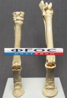 Скелет конечности лошади (передняя и задняя) на подставке - fgospostavki.ru - Выкса