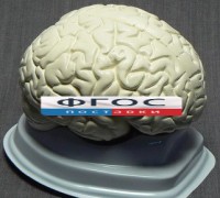 Модель "Мозг в разрезе" (белый) - fgospostavki.ru - Выкса