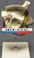 Модель "Разрез носоглотки" - fgospostavki.ru - Выкса