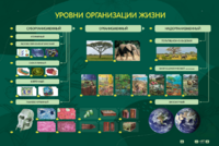 Электрифицированный стенд "Уровни организации жизни" - fgospostavki.ru - Выкса