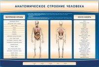 Электрифицированный стенд-тренажер c макетом скелета "Анатомическое строение человека" - fgospostavki.ru - Выкса