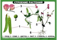 Комплект таблиц "Ознакомление с окружающим миром 1-4 класс" - fgospostavki.ru - Выкса
