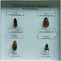 Коллекция энтомологическая "Представители отряда насекомых" - fgospostavki.ru - Выкса