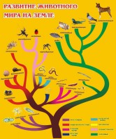 Стенд "Развитие животного мира на земле" - fgospostavki.ru - Выкса