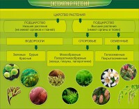 Стенд "Систематика растений" - fgospostavki.ru - Выкса