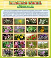 Стенд "Красная книга - растения" - fgospostavki.ru - Выкса