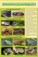 Стенд "Класс земноводные" - fgospostavki.ru - Выкса