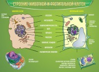Стенд "Строение животной и растительной клеток" - fgospostavki.ru - Выкса