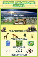 Стенд "Уровни организации живого" - fgospostavki.ru - Выкса