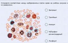 Интерактивные курсы. Биология 11 класс. Расширенный. - fgospostavki.ru - Выкса