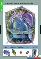 Комплект таблиц. Биология. Вещества растений. Клеточное строение. - fgospostavki.ru - Выкса