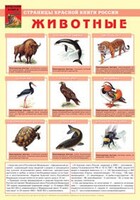 Комплект плакатов "Красная Книга России (животные, растения)" - fgospostavki.ru - Выкса