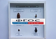 Коллекция "Семейство жуков" - fgospostavki.ru - Выкса