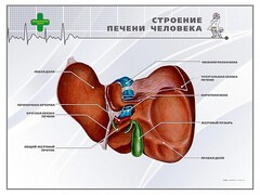 Стенд "Строение печени человека" - fgospostavki.ru - Выкса