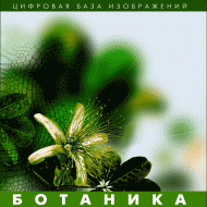 Ботаника. (Цифровая база изображений) - fgospostavki.ru - Выкса
