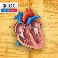 Анатомия (Цифровой атлас школьника) - fgospostavki.ru - Выкса