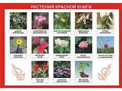 Таблица демонстрационная "Растения Красной книги" (винил 100*140) - fgospostavki.ru - Выкса