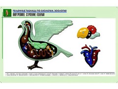 Рельефная таблица "Внутреннее строение голубя" (формат А1, матовое ламинирование) - fgospostavki.ru - Выкса