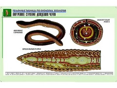 Рельефная таблица "Внутреннее строение дождевого червя" (формат А1, матовое ламинирование) - fgospostavki.ru - Выкса