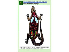 Рельефная таблица "Внутреннее строение ящерицы" (формат А1, матовое ламинирование) - fgospostavki.ru - Выкса