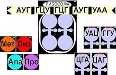 Модель-аппликация "Биосинтез белка" (ламинированная) - fgospostavki.ru - Выкса