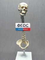 Модель "Позвоночник с черепом и тазом" - fgospostavki.ru - Выкса
