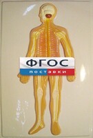 Модель барельефная "Нервная система человека" - fgospostavki.ru - Выкса