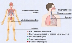 Интерактивные курсы. Биология 9 класс. Базовый. - fgospostavki.ru - Выкса
