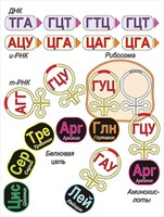 Модель-аппликация Биосинтез белка - fgospostavki.ru - Выкса