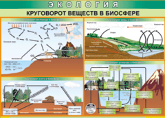 Таблица "Круговорот веществ в биосфере" (100х140 сантиметров, винил) - fgospostavki.ru - Выкса