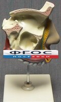 Модель "Разрез носоглотки" - fgospostavki.ru - Выкса