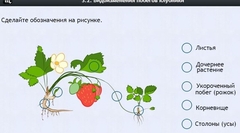 Интерактивные курсы. Биология 7 класс. Расширенный. - fgospostavki.ru - Выкса
