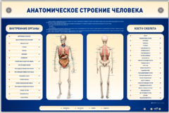 Электрифицированный стенд-тренажер c макетом скелета "Анатомическое строение человека" - fgospostavki.ru - Выкса